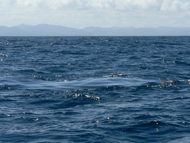 30- Baleines, groupe 6, sud du lagon, bord de recif 